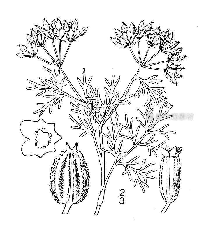 古植物学植物插图:Ammoselinum Popei, Pope's Sand parsley